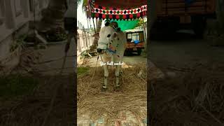 DVR memorial bull #ongolebulls#ysr #champion#dvr #byreddysiddarthareddy#ysrcongress #youtubeshorts