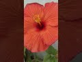 सरदियो में गुड़हल के पौधों की देखभाल kaise karen hibiscus plant care gudhal 🌺