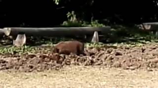 仙巌園で猪のエサ探し