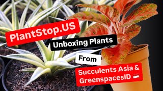 Plant Stop US Plants from Succulents Asia and GreenspacesID Variegated Sanseveria and GreenspacesID