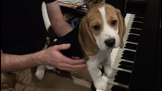 Adorable beagle puppy plays the piano