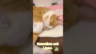 こんなイビキ猫はでぶねこだからか? #shorts #tiktok Cat snoring