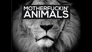 Martin Garrix Animals 1hour version