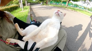 喧嘩で怪我をした猫が脚を引きずりながらボランティアさんに助けを求めてきた