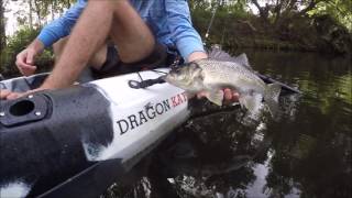 Bass bream and barra in the dragon kayaks