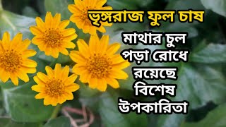 ভৃঙ্গরাজ ফুল চাষ এবং উপকারিতা  || Singapore Daisy flower propagation