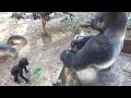 Gorilla⭐️Don't go! Genki stops her baby who tries to go to his father many times.【Momotaro family】