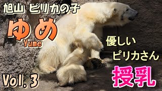 「 授乳 」  優しいピリカお母さん ~ 旭山 ピリカの子「ゆめ」  Vol.3 ~（A polar bear cub. 0year 5months old.）