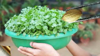 Coriander grow at Home | Coriander Harvesting #organicgardening