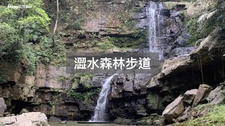 （南投魚池）澀水森林步道，水上瀑布侏羅紀的森林景觀值得一遊。