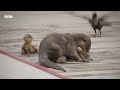 cheeky crows prank baby otters the making of mammals bbc earth