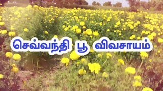 செவ்வந்தி பூ சாகுபடி | அரை ஏக்கரில் 3000கிலோ சாகுபடி | Agri videos