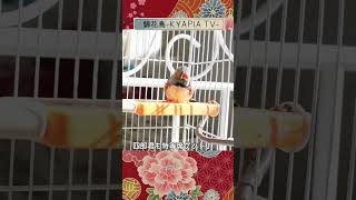 和柄で小さい 可愛い錦華鳥  #shorts Cute Zebrafinches