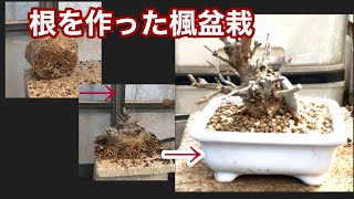 Yajimaen that made the roots of small maple bonsai [Rooting] Yajimaen that made the roots of small