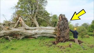 The storm knocked down a 200-year-old tree. What was discovered under its roots horrified everyone!