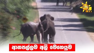 ආනපල්ලම අලි මෙහෙයුම - Hiru News