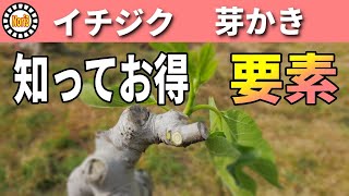 【保存版】いちじく農家　芽かき解説します