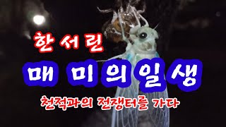 한서린 매미의 일생                               천적과의 전쟁터를 가다