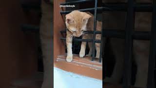 ആരെടാ അവിടെ 😂😂#funny #kitten #shortsvideo