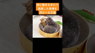 妹猫に胸をふみふみされて、困惑した表情を浮かべる兄猫 #猫 #マンチカン #shorts