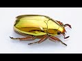 10 Amazing Beetles Looking Like Jewelry