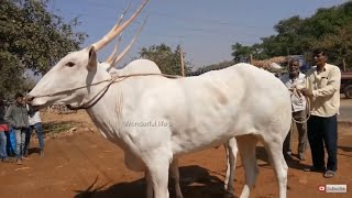 Amazing hallikar oxen of BM Muniyappa at sappalamma cattle fair