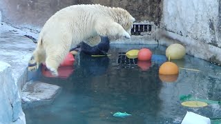 【シロクマの１分動画＃40】迫力満点のダイブホウちゃん💗【天王寺動物園】