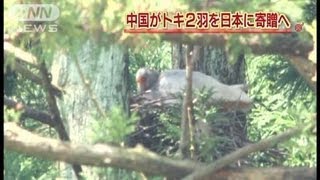 中国がトキ2羽を日本に寄贈へ　首脳会談で合意へ（12/05/09）