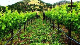 Hillside Select in the Vineyard, Part 1, Pruning, planting cover crop, trellising