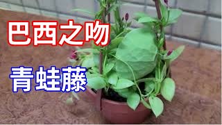 好特別的植物 巴西之吻 青蛙藤（有cc字幕）