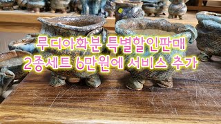 236회 루디아화분 특별할인판매에 서비스 1개 증정(010-9991-4122)