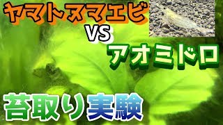 水草に生えた苔をヤマトヌマエビは食べてくれるのか！？アクアリウム苔取り実験【糸状藻・アオミドロの除去】