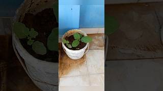 சுண்டைக்காய் செடி வளர்ப்பு |Turkey Berry plant #shorts #turkeyberry #plant #grow #solution #easy