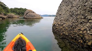 秋アオリ釣りと路肩チチタケ採りのち自宅居酒屋