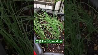 万能ネギがボサボサに生えてる