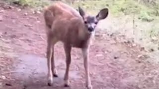 Baby Deer! (Cute Animal Video) #naturelovers #wildlife #cuteanimals