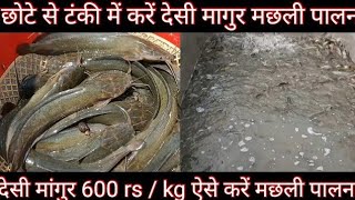 देसी मांगुर मछली पालन करने का सही तरीका ।। Desi Magur ।। Desi Magur Fish Farming