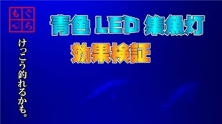 【集魚灯効果検証】青色LED集魚灯でどれくらい魚が集まるのか？