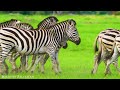 animals of the world 4k wonderful wildlife movie with soothing music