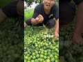 macadamia nuts harvesting from farmers and beautiful natural harvesting macadamia farming