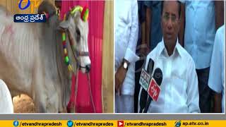 Ongole Bull Show in Narasaraopet Begins | to Continue for 5 Days