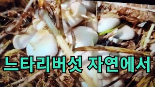 칡 찌꺼기 재활용 칡느타리버섯 산에서 재배 칡느타리버섯 무공해 좋은버섯만들기