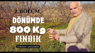 DÖNÜMDE 800 Kg. FINDIK. YOMRA FINDIK BAHÇESİ. 2. Bölüm SAMSUN-ÇARŞAMBA