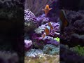 beautiful fish underwater