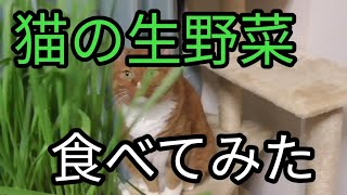 猫の生野菜食べてみた