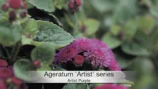 Ageratum Artist series