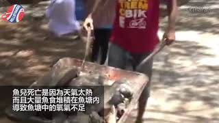 天太熱 魚塘裡十幾萬隻魚被熱死