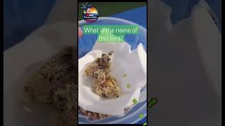 إنقاذ فرخ يمامة rescue baby bird #بلكونة #تربية