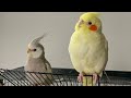 Happy Cockatiels Beak Grinding