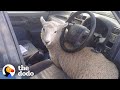 Rescued Sheep Makes Himself Part Of The Family | The Dodo